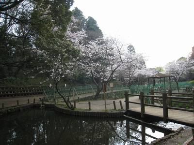 藤崎森林公園の画像