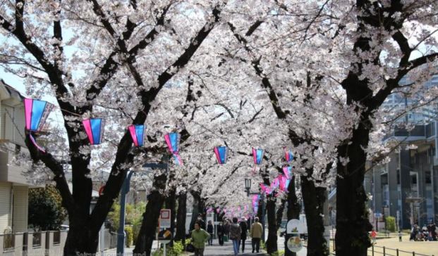 花と緑の散歩道の画像