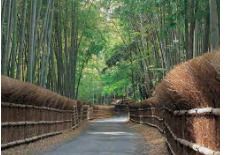 京都市洛西竹林公園の画像