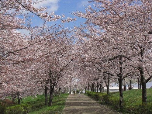 小松川千本桜の画像