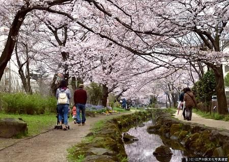 江戸川区立篠田堀さくらひろばの画像