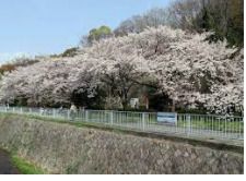 宇治川公園の画像