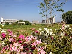 大和川河川公園の画像