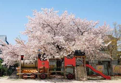 さくら幼稚園の画像