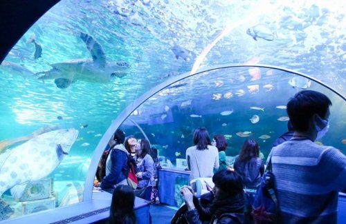 しながわ水族館の画像