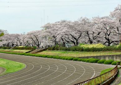 立川公園の画像