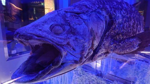 沼津港深海水族館 シーラカンス・ミュージアムの画像