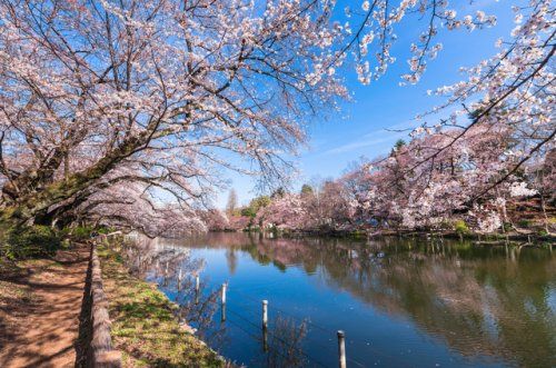 井の頭公園の画像