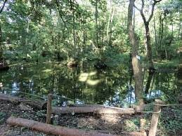 こんぶくろ池自然博物公園(こんぶくろ池公園)の画像