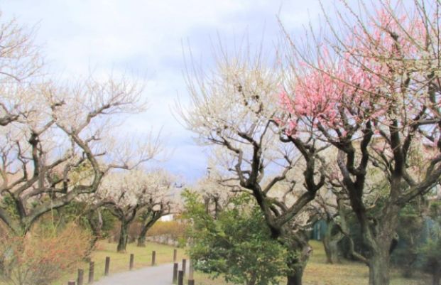 田柄梅林公園の画像