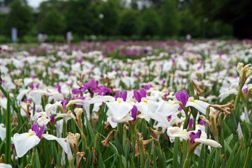 熊谷　花菖公園の画像