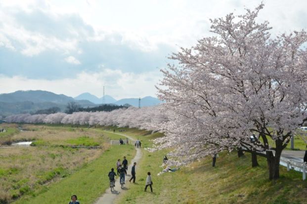 本庄　千本桜公園の画像