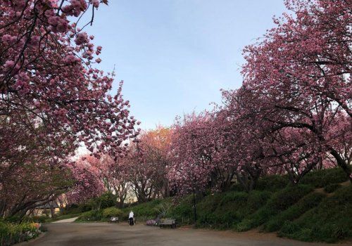 菊名桜山公園の画像