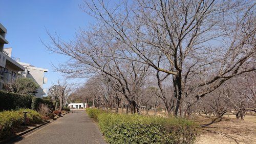 絹の台桜公園の画像