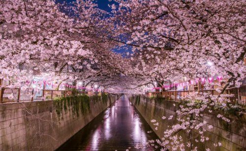 目黒川の桜並木の画像