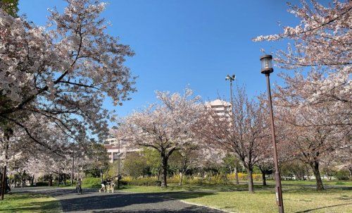 大島小松川公園 自由の広場の画像