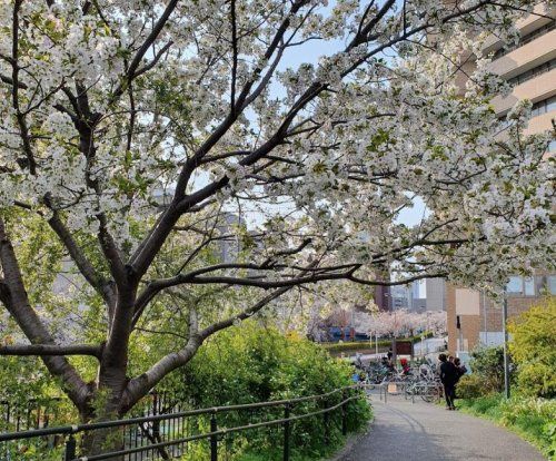 中目黒公園の画像