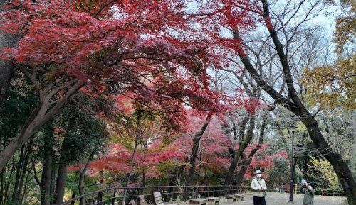 都立戸山公園箱根山地区の画像