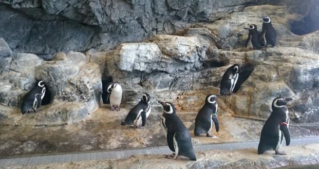 しながわ水族館の画像