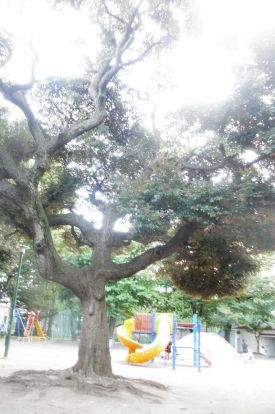 文京区立駒込公園の画像