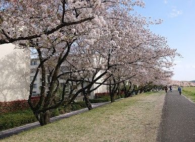 多摩川中央公園の画像