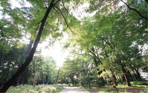 江古田の森公園の画像