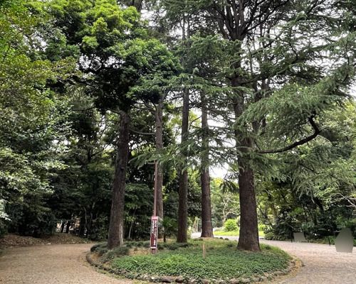 駒場公園のヒマラヤスギの画像