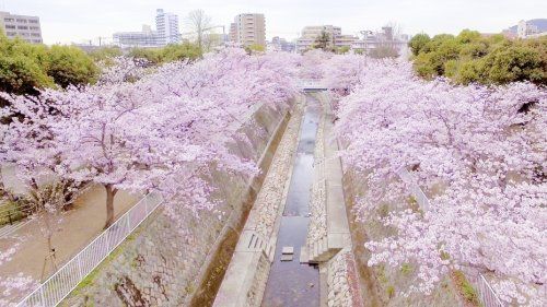 妙法寺川公園の画像