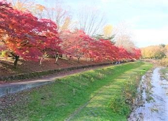 都立 武蔵野公園の画像