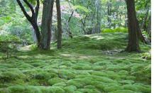 西芳寺(苔寺)の画像