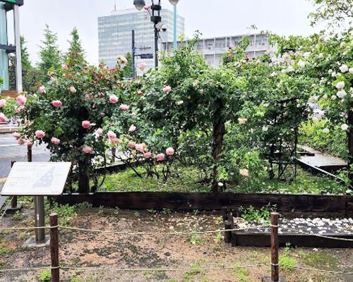 SHIBUYA バラ花壇の画像