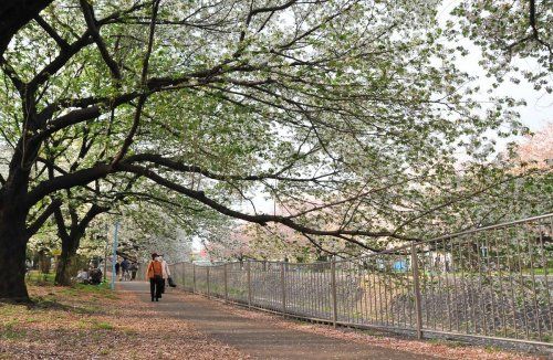 善福寺川緑地の画像