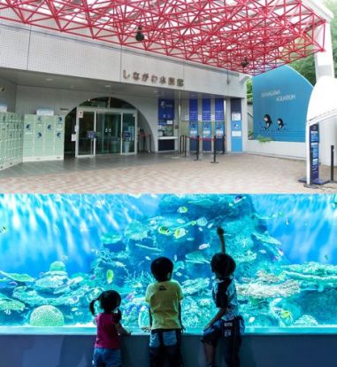 しながわ水族館の画像