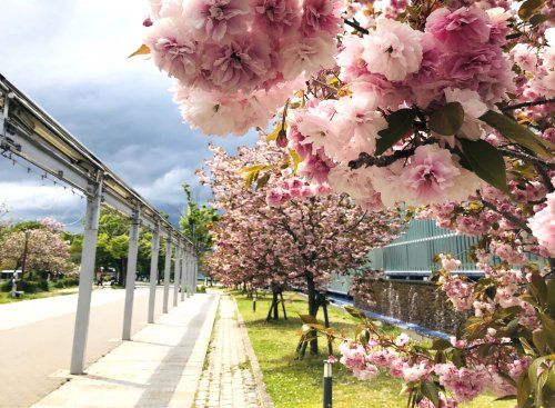 梅小路公園の画像