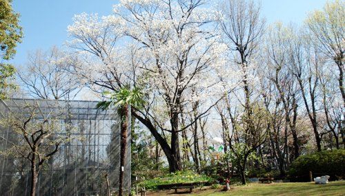 所沢文化幼稚園 自然観察園の画像