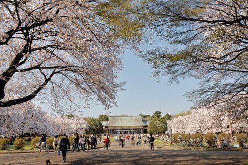 小金井公園の画像