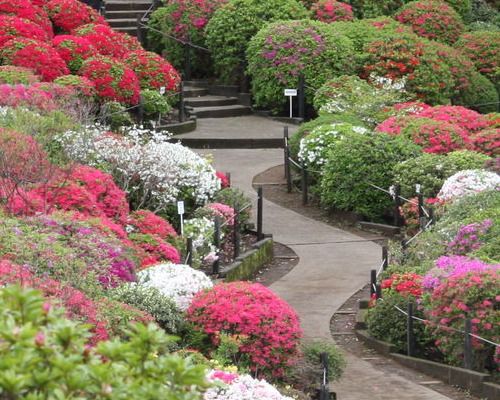 根津神社 つつじ苑の画像