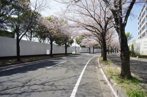 桜並木の画像