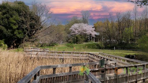 北本自然観察公園の画像