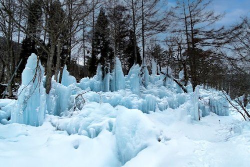 氷点下の森の画像