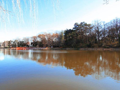 石神井公園の画像