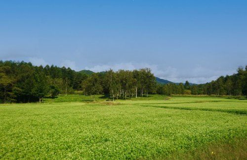 開田高原キャンプ場の画像