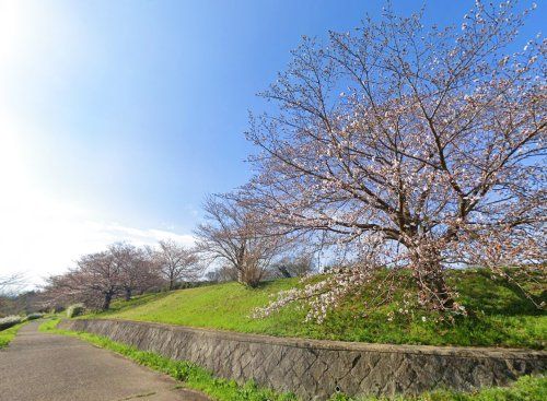 桜づつみ富野緑地の画像