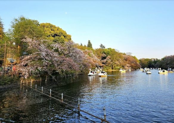 都立井の頭公園の画像