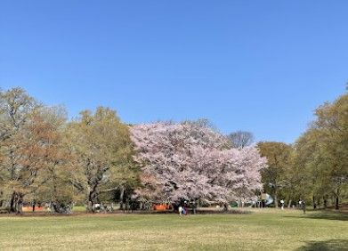 野川公園の画像