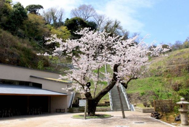 金沢八景権現山公園の画像