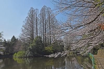 武蔵関公園の画像