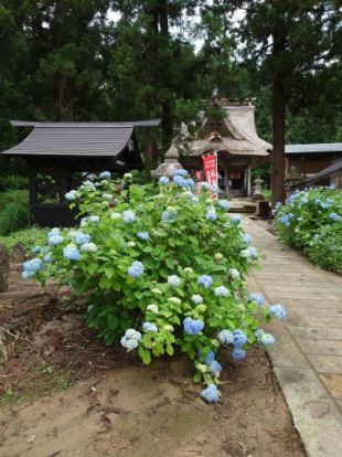 笹野観音堂(あじさい寺)の画像