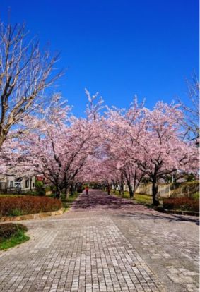 大岬公園の画像