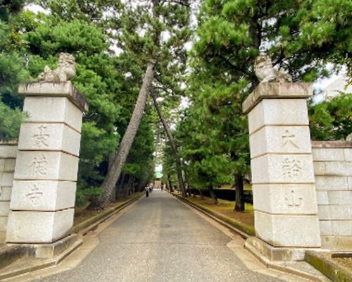 豪徳寺参道の松並木の画像